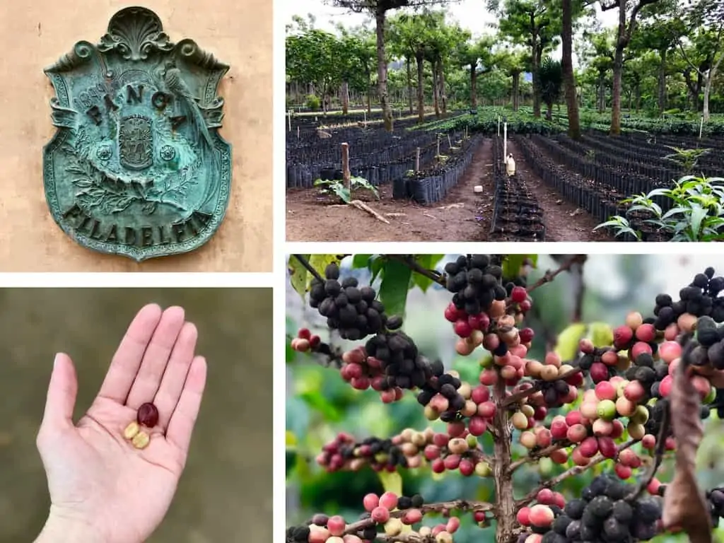 Antigua Coffee Plantation
