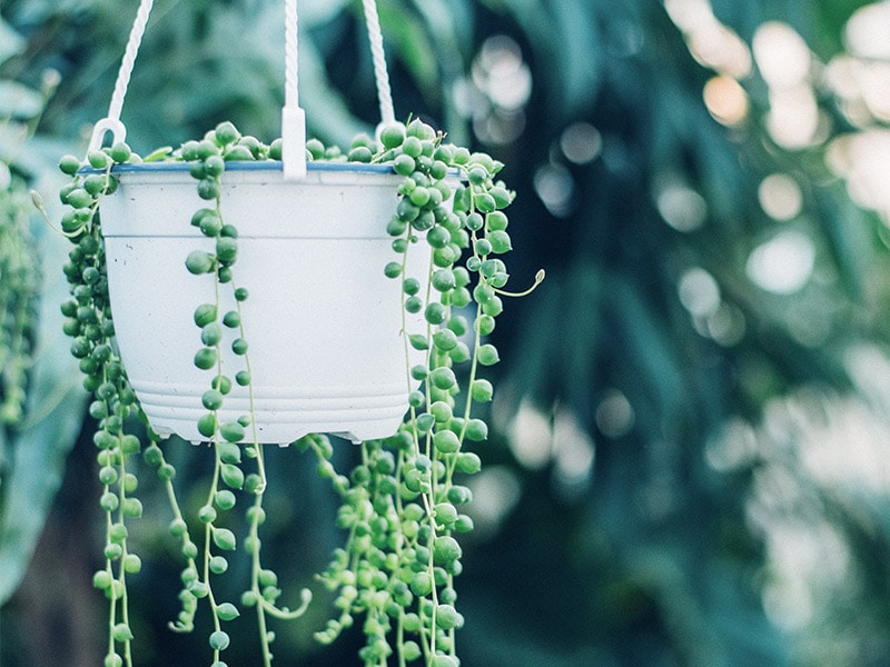 Indoor Hanging Plant: String of Pearls