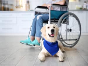 Service Animals and Emotional Support Animals: Know Your Rights in the Workplace