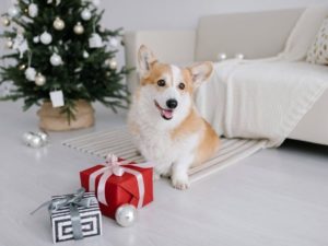 The 12 Best Dog Christmas Presents for Pups and Pet Lovers