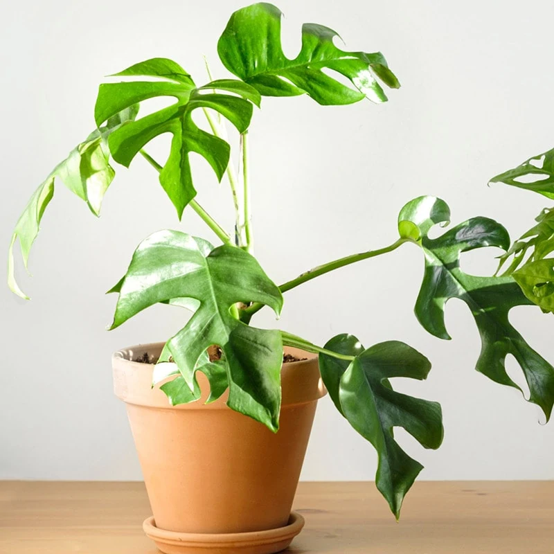Rhaphidophora Tetrasperma - Plants - House Plant